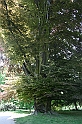 a 516